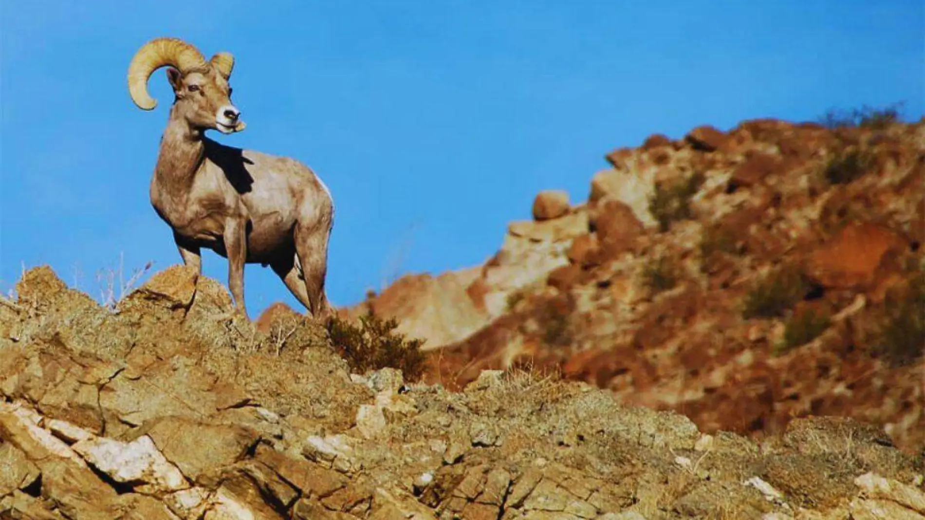 Desierto de Sonora - Sonora Querida